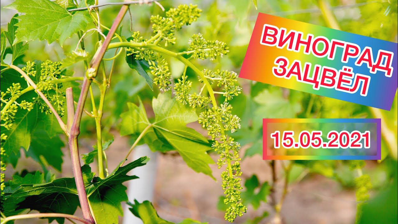 Виноград.Начало цветения 15.05.2021.