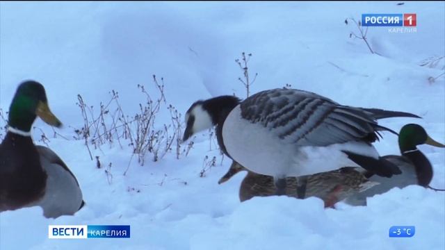 К стае уток в Сортавале прибилась белощекая казарка