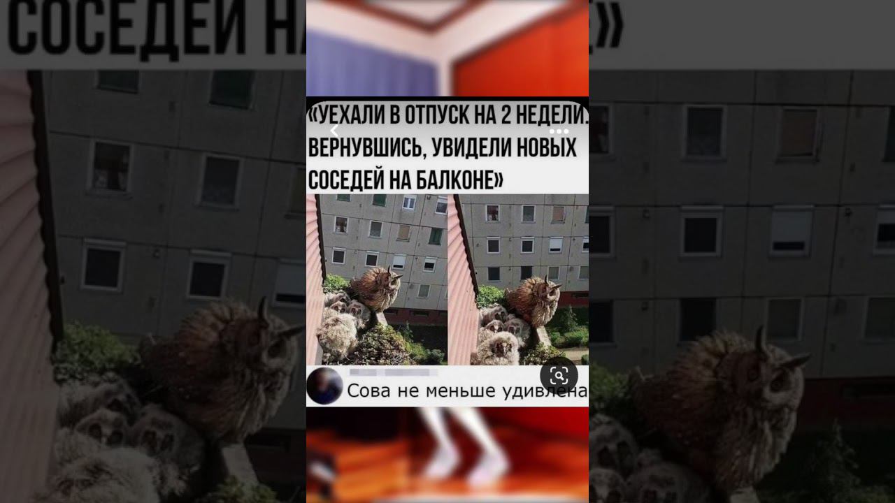 #позитив #поззи #мемы #юмор #актив