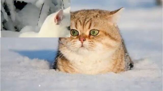 Зимние Зарисовки