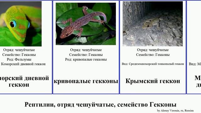 Рептилии, отряд чешуйчатые, семейство Гекконы дневной reptilia геккончик тонкопалый Мадагаскарский
