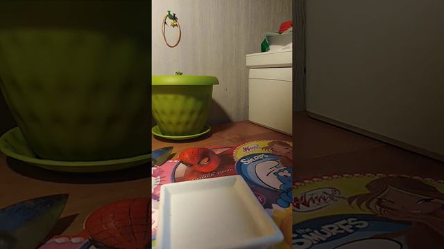 Как ухаживать за кактусом🌵