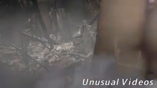 Милос Пати питса флекс