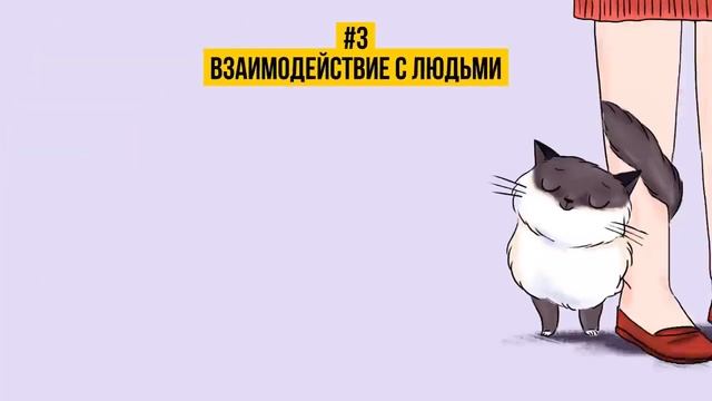 Как найти общий язык со своим котом, 6+, видео не моё
