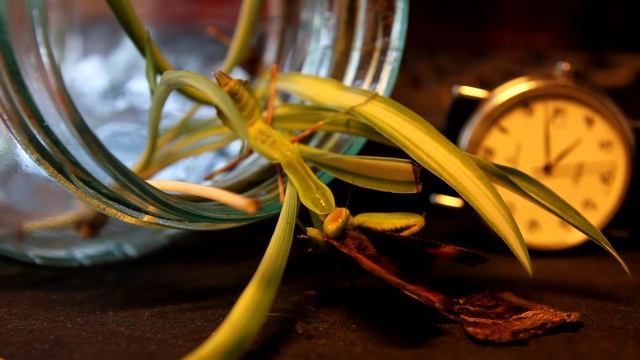 Богомол ест бабочку | mantis eats the butterfly