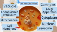Animal Cell and Plant Cell Model with the use of edible materials #Biology