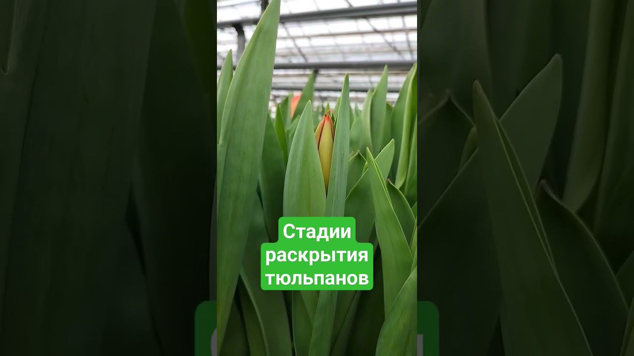 Стадия 1-2 раскрытия тюльпанов #луковичные #выгонкатюльпанов #гидропоника