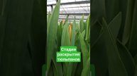 Стадия 1-2 раскрытия тюльпанов #луковичные #выгонкатюльпанов #гидропоника