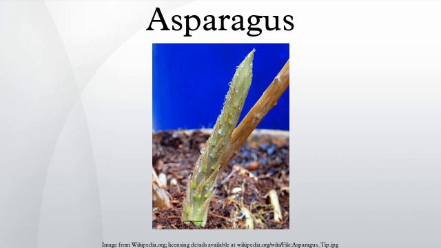 Asparagus