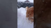 Это уже не кот, а настоящий снегоход