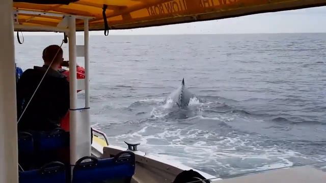 Фантастический прыжок горбатого кита!