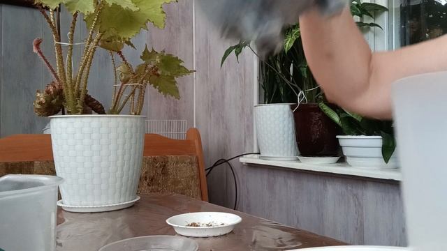 орхидея-реанимашка с рынка