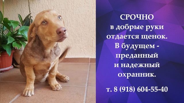 Срочно отдам щенка