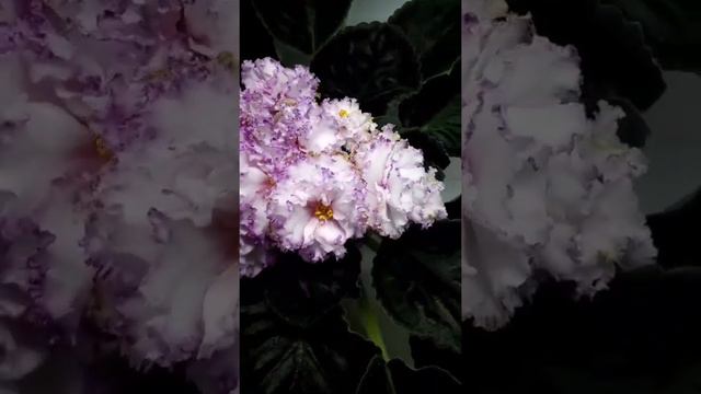 Фиалка Фея
