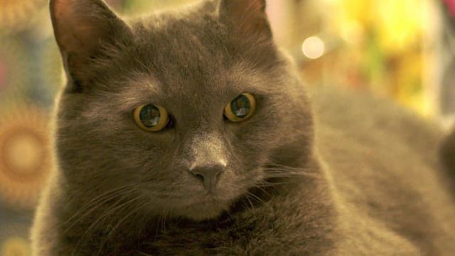 Котики...домашнее поведение