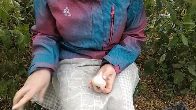стр. 45 Заначка ярового чеснока