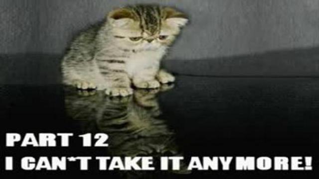 Забавные коты
