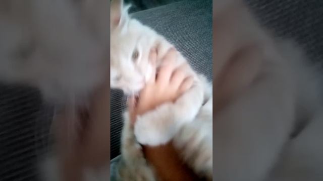 Бой с Персеем 😠👊🐈Подпишись, если хочешь продолжение.