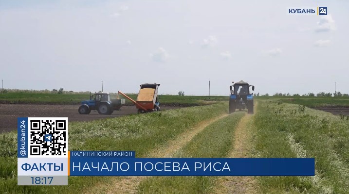 В 2024 году под рисовые поля в Краснодарском крае отвели 110 тыс. га