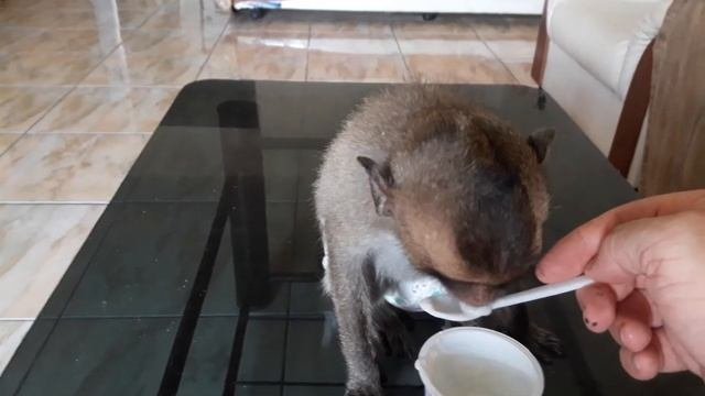 Обезьянка кушает йогурт