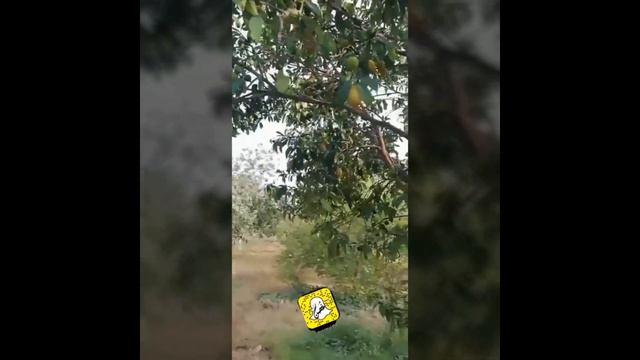 الفاكهة الذهبية كيمكوات ||  fortunella margarita