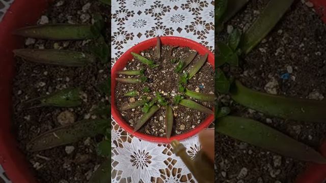 Размножение суккулентов ЭТО ПРОСТО🍃