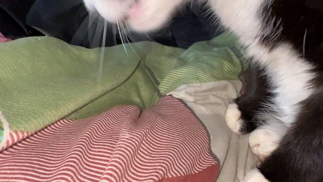 Киска и таракан