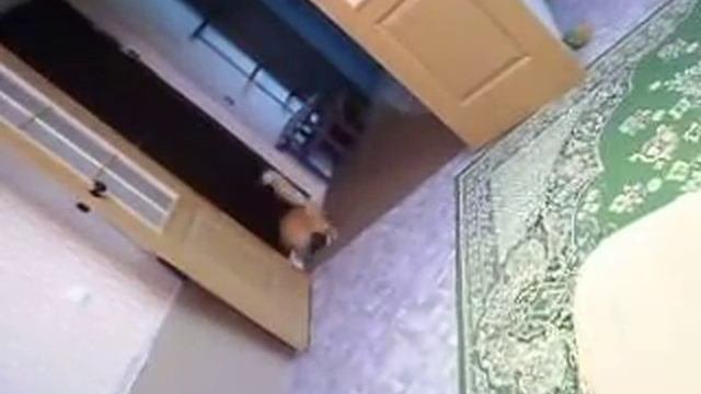 Что котенок вытворяет, офигеть как круто))))))))))))))))))