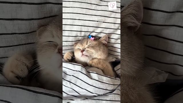 Международный День Кошек 8 августа