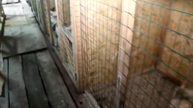 Собаки из Пункта временного содержания продолжают искать хозяев