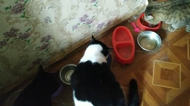 Санёк с Бубенчиком дерутся,а Джим выходит из подполья
