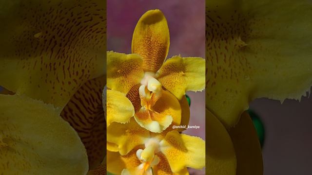 Phal. KS Balm "Yellow Chocolate" 💛🍫 Орхидея фаленопсис Жёлтый шоколад 💥 Ароматная азиатская бабоч