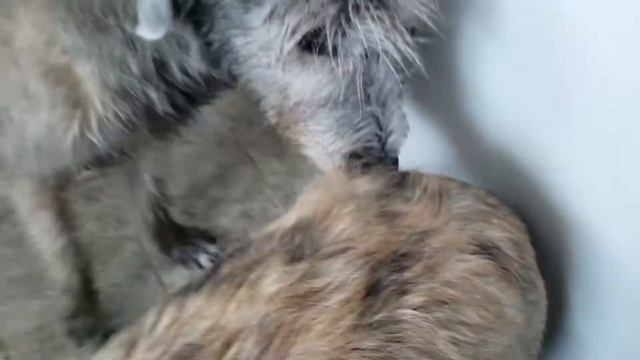 Irish Wolfhound puppies 5 months old having lunch