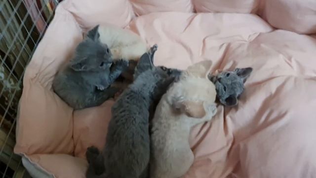 Котята Девон Рекс 08.06.2021. Переехали в новый просторный вольер! :-)