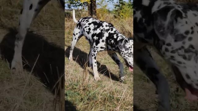 далматин -Бажаєте дізнатись більше про породу собак ДАЛМАТИН?😃Ставте лайк 😉🧡