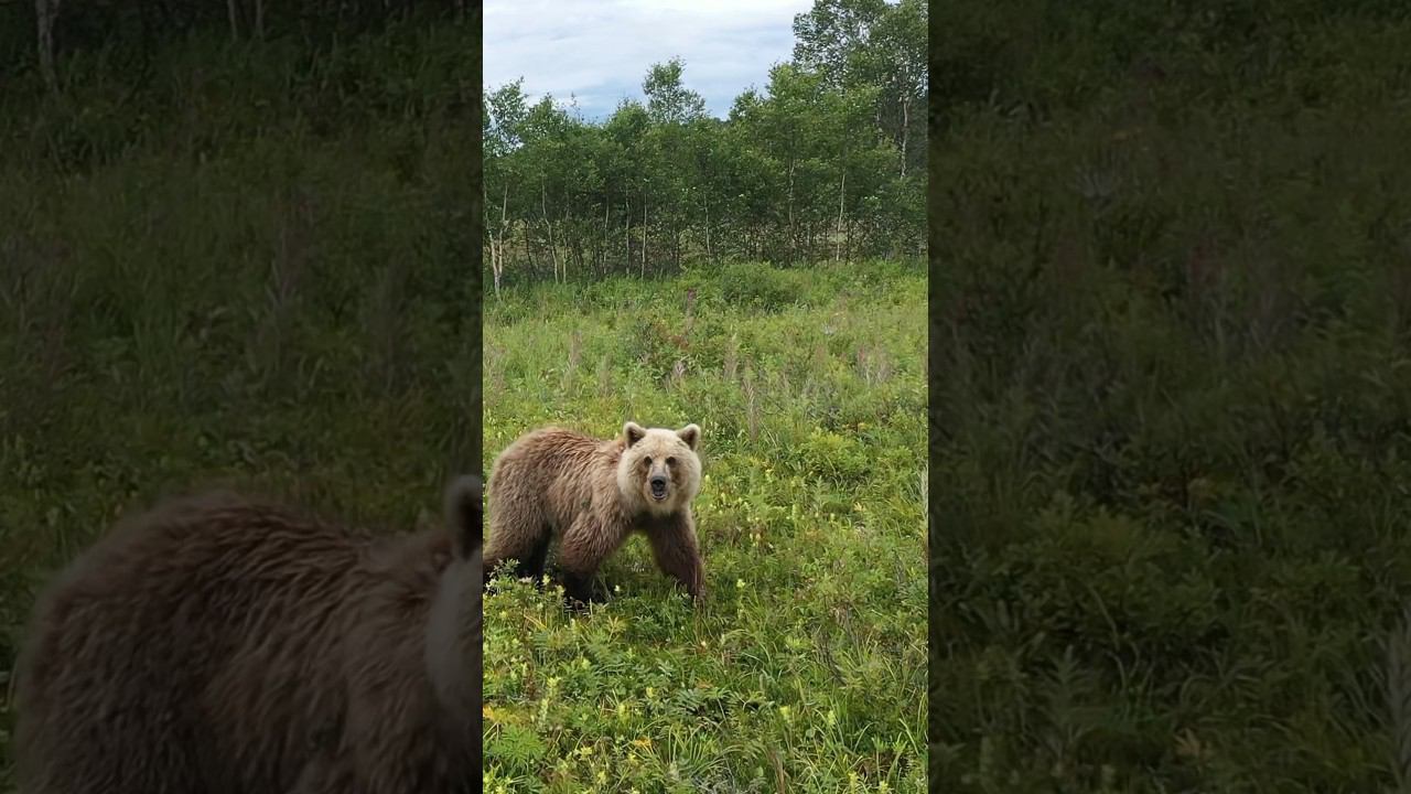 Встреча с медведем. Камчатка. #камчатка #медведь #shortsvideo