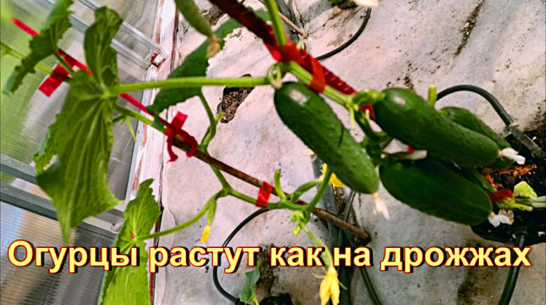 "Огурцы завалят плодами"#сад#огород#дача