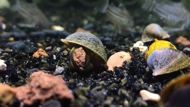 Улитка Бэтмен #NeripteronTahitensis #улиткаБэтмен #чиститьАквариум