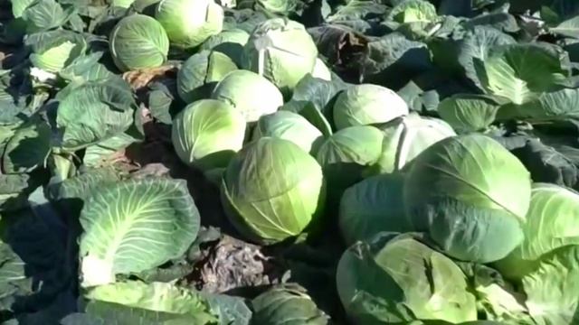 Капуста сбор урожая.mp4