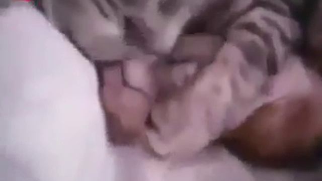 Сплю одним глазом