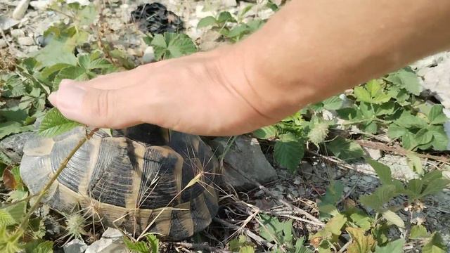 черепаха в Кабардинке