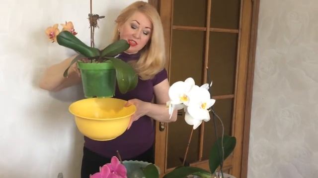 Как поливать орхидеи. Как я поливаю орхидею. Личный опыт.