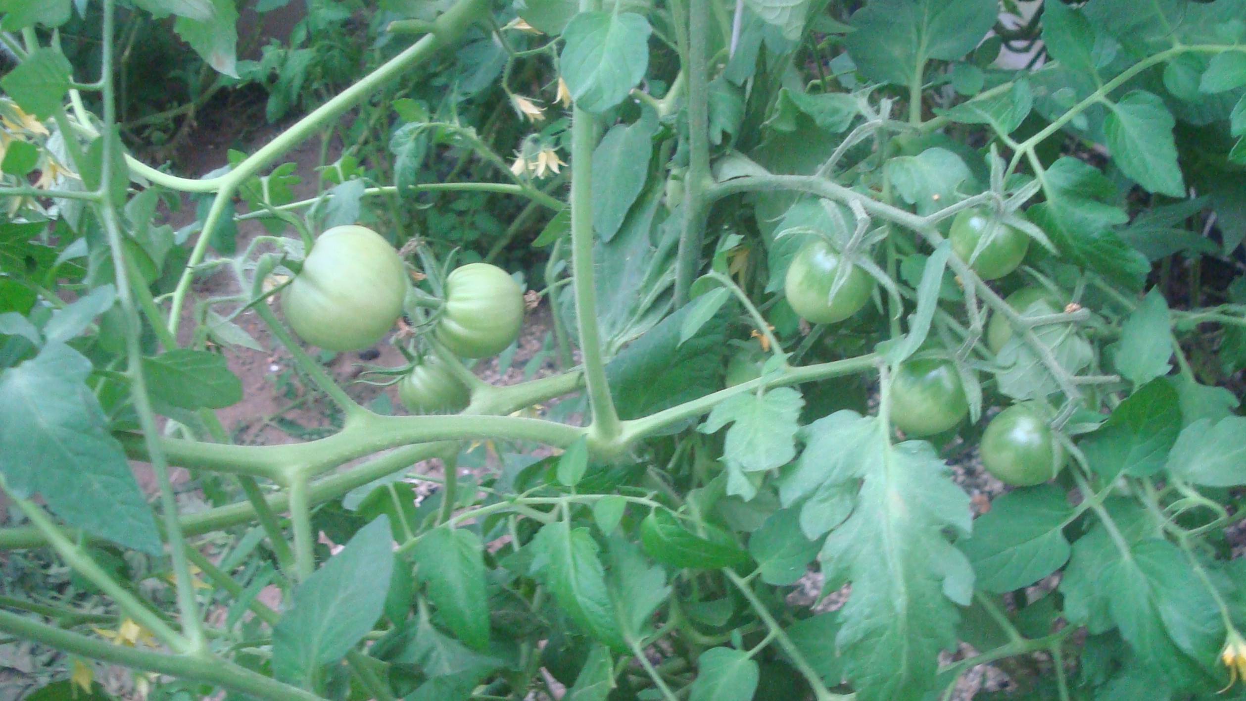 Сад в конце июля, что и как растет