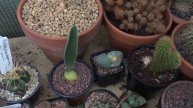 Pleiospilos nelii timelapse