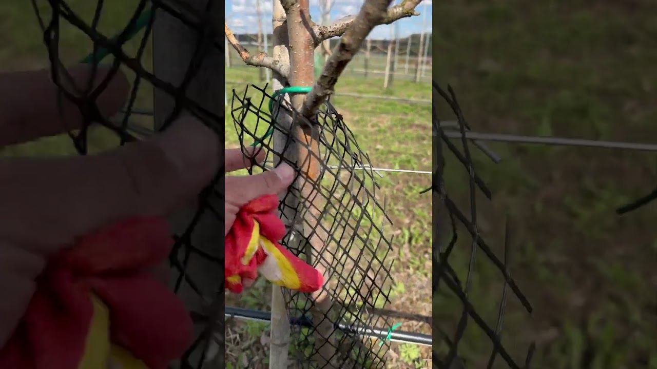 Заяц сожрал штамб у целого сада. 500 деревьев. #сад #яблоня