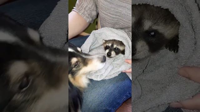 Вот так встретили новенькую дома.