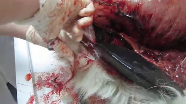 Acute gastric dilatation in dogs. Острое расширение и перекрут желудка у собаки
