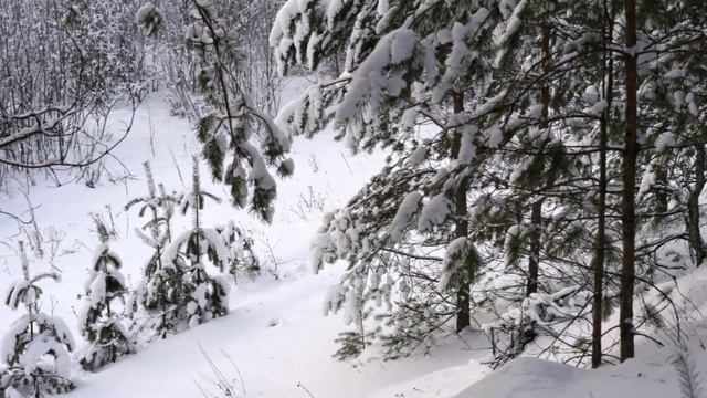 "РОМАНС" (Ю. Свенсен) - (Фото Измаила Ефимова (Йошкар-Ола)   Оркестр Рус. Нар. Инстр. им. Некрасова