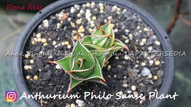 Pingui variegata lapis menor  sansevera sansevieria sanse  flonafitas  fit and joy  agogo fams