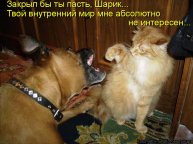 ? Развлеченье для котов и собак! ? Подборка смешных котов и собак для хорошего настроения! ?.mp4